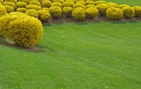 Forsythia Army Pruning Forsythia Shrubs Flowering Trees