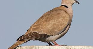 Birds Of Western Washington Identification Eurasian Collared Dove Apparently Now In Washington And Known As An Invasive Species Here Backyard Birds Animals Bird Life List