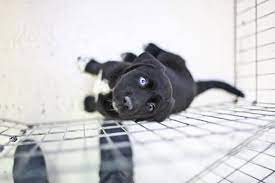 Maybe you would like to learn more about one of these? Adoptable Pets Wright Way Rescue