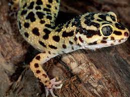 The government employees insurance company is an american auto insurance company with headquarters in chevy chase, maryland. Geckos As Pets Care Guide And Introduction