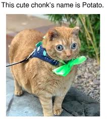 Pin On Cats