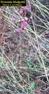 Image result for Vernonia galpinii