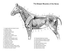 Equine Spinal Diagram List Of Wiring Diagrams