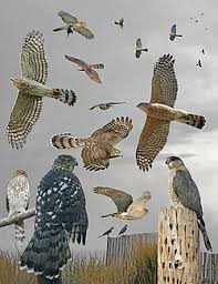 Cooper's hawk - Wikipedia