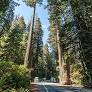 where did redwoods live originally from en.wikipedia.org