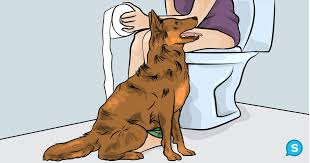 This Is Why Dogs Follow You Into The Bathroom I Never Knew This