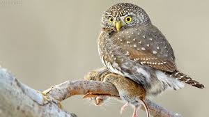 Exclusively sold at freebird stores Do All Birds Have Gizzards All About Birds All About Birds