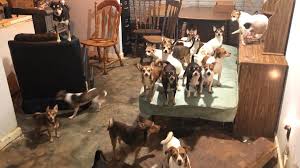 We are dependent on donations from citizens like you to provide quality care and find homes for the thousands of dogs and cats that will pass through our shelter this year. 181 Chihuahuas Rescued Noah S Ark Animal Sanctuary Georgia 11alive Com