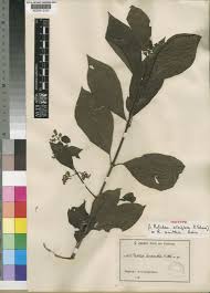 Image result for Rutidea