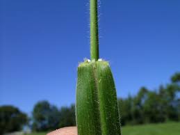 Image result for Urochloa eminii