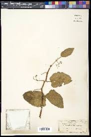 Image result for Cissus cucumerifolia