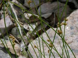 Image result for Juncus lomatophyllus