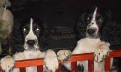 Find a english springer spaniel puppy from reputable breeders near you in michigan. Akc Tri Color English Springer Spaniels Price 800 00 For Sale In Mayville Michigan Best Pets Online