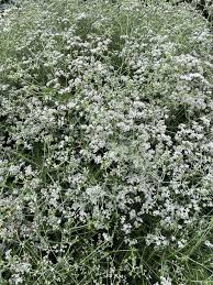 Image result for Eriosema pauciflorum
