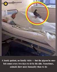 Pigeon visits elderly hospital patient daily