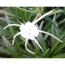 Jenis bakung yang sangat sering digunakan pada jenis taman bali dan sebagai border bawah pohon besar dan sebagai tanaman pengahalang cipratan air pada tembok maupun teras. Umbi Bunga Bakung Air Mancur Spider Lily Shopee Indonesia