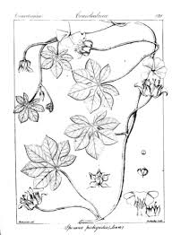 Image result for Ipomoea pes-tigridis