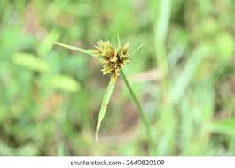 Image result for Pycreus polystachyos