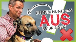 Wann die hündin geschlechtsreif ist, hängt sowohl von ihrer größe, ihrer körperlichen entwicklung als auch ihrem allgemeinzustand ab. Dem Hund Aus Richtig Beibringen So Gibt Dein Hund Alles Wieder Ab Youtube