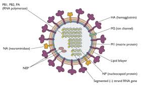 Rhinoviruses (rvs) are small (30 nm). Covid 19 And Coronavirus Is There A Cure For The Common Cold Provider Practice Essentials