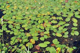 Image result for Cabombaceae