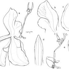 Image result for Disperis thomensis