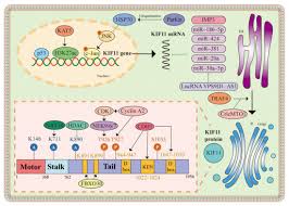 Image result for Pimpinella sp. A. of FZ 4: 594