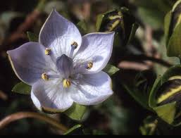 Image result for Congolanthus