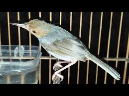 Burung prenjak /burung cinenan adalah burung kicau berpostur kecil. Suara Prenjak Atas Jantan Gacor Masteran Pikat Burung Perenjak Bahan Supaya Cepat Bunyi Gacor Lot Youtube