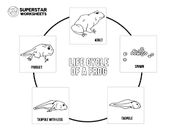 Stages of a frog life cycle for kids. Life Cycle Of A Frog Worksheet Preschool Printable Worksheets And Activities For Teachers Parents Tutors And Homeschool Families
