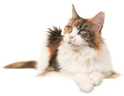 Plus, check out the other top options that owners are calling their pandemic pets. 200 German Cat Names From The Traditional To The Unusual