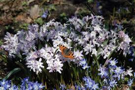 Image result for Scilla benguellensis