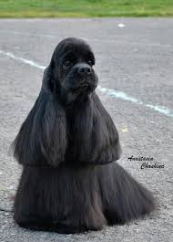Full Grown Black American Cocker Spaniel Black American Cocker Spaniel American Cocker Spaniel Cocker Spaniel Dog Spaniel Puppies