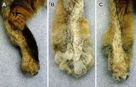 Check spelling or type a new query. Hind Feet Of A Bobcat A A Canada Lynx B And A Bobcat Canada Download Scientific Diagram