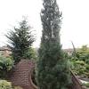 Its tight branching also makes it more resistant to wet snow loads. 1