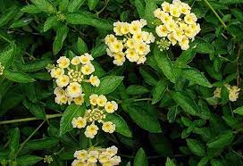 Pin On Gardening