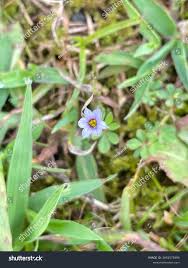 Image result for Sisyrinchium micranthum