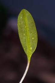 Image result for Andrachne ovalis