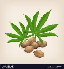 Heap of hemp seeds with leaves Royalty Free Vector Image