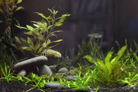 Dolmen Aquascape Aquarium Dolmen