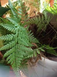 Image result for Asplenium cancellatum