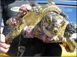 Fibropapilloma lesions on a green sea turtle (Chelonia mydas) (Photo... | Download Scientific Diagram