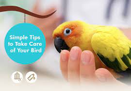 Simple Tips To Take Care Of Your Bird