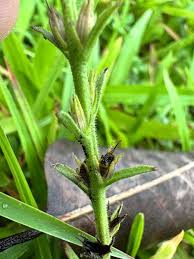 Image result for Striga