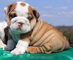 Check spelling or type a new query. Brown And White English Bulldog Puppy Bulldog White Bulldog Bulldog Cartoon
