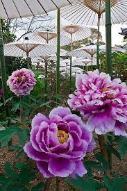 0765 Japanese Flowers Beautiful Flowers Peonies Garden