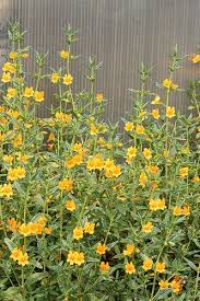 Image result for Mimulus