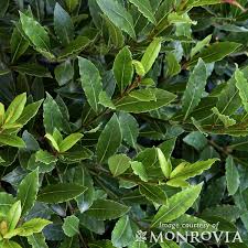 Image result for Rinorea laurentii