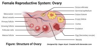 A collection of female sculptures with different body types in different poses and in different styles. Human Female Reproductive System Organs Structure Functions