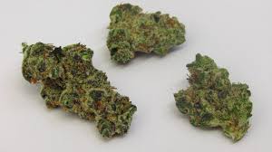 Badazz cookies og by seedsman strain information. Gmo Why Colorado Tokers Love This Strain Westword